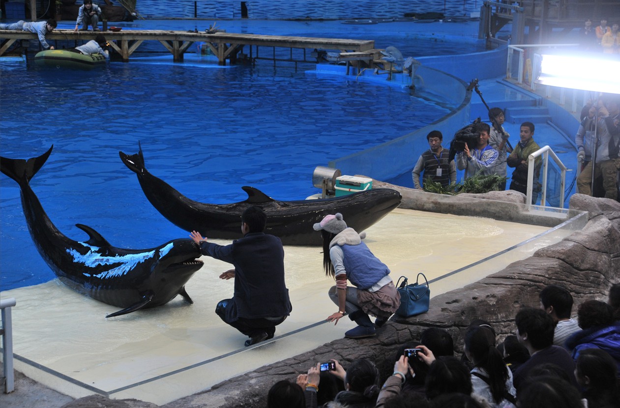 疑似伪虎鲸出现在外沙内港海豚科中属下属下唯一一种