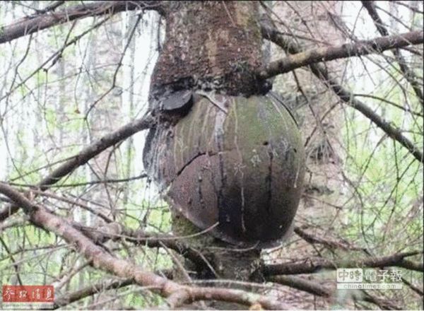 发现蜜蜂飞行秘密的是谁_二战飞行员悬挂树上70多年被发现_二战飞行游戏