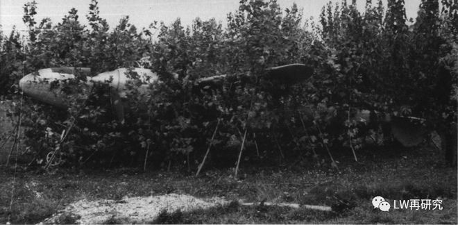 发现蜜蜂飞行秘密的是谁_二战飞行游戏_二战飞行员悬挂树上70多年被发现