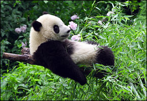 中国大熊猫“小奇迹”和大熊猫保育合作(组图)