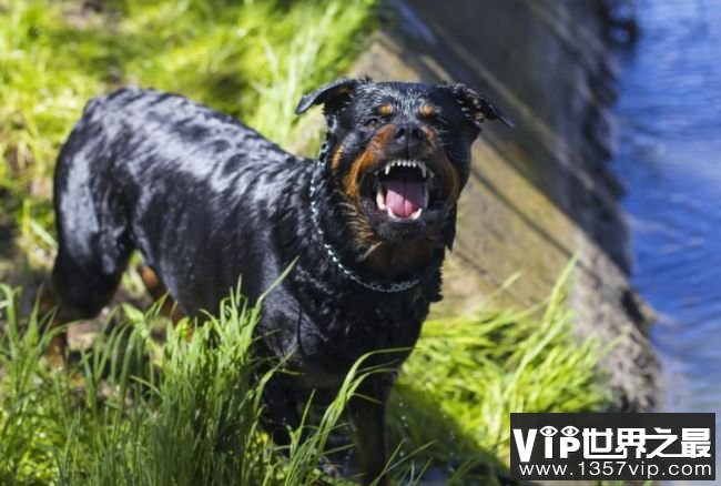 阿富汗猎犬有攻击性吗_阿富汗军官性侵男童_金毛巡回猎犬有虫