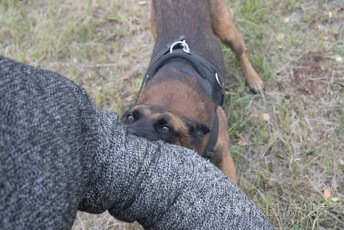 阿富汗猎犬有攻击性吗_阿富汗军官性侵男童_金毛巡回猎犬有虫