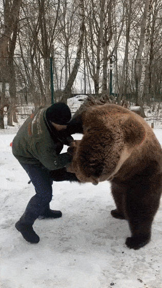 遇见俄罗斯人而变怂的熊，是一种怎样的体验？